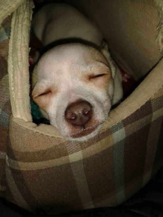 ALEX - Chihuahua Mâle (1 an)