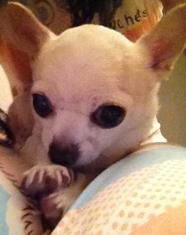 Cam-On - Chihuahua Mâle (5 ans)
