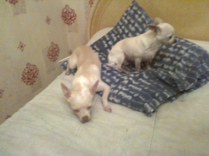 PRINCESSE et LOLA - Chihuahua (2 ans)