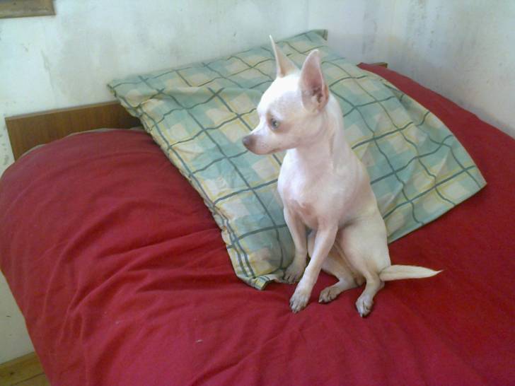 Lola! - Chihuahua (2 ans)