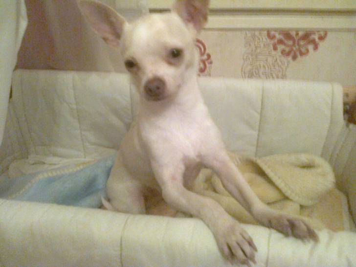 Lola, trop belle - Chihuahua (2 ans)
