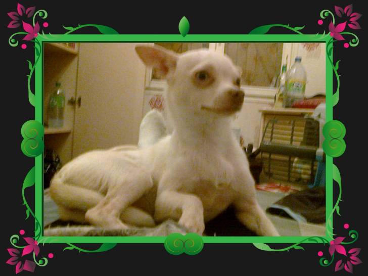 Lola, Est douce - Chihuahua (2 ans)