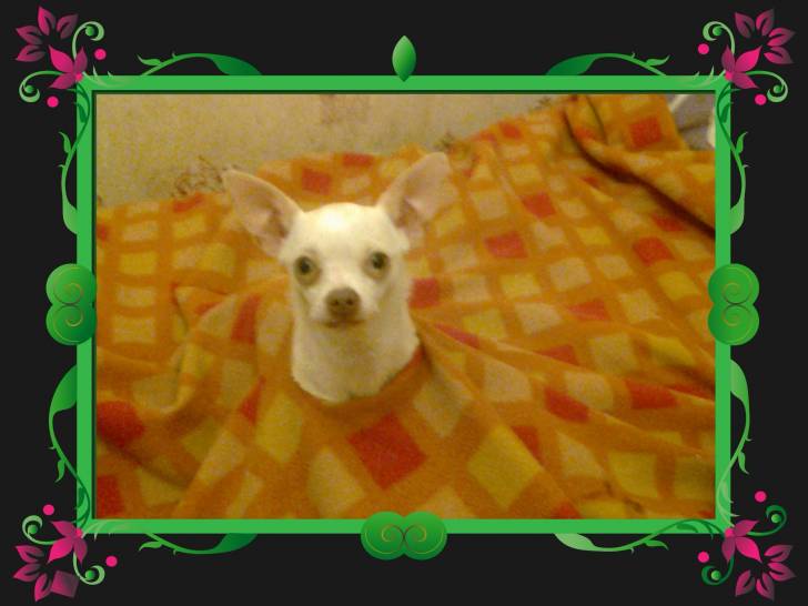 Lola, Drole - Chihuahua (2 ans)
