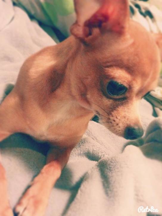 Toby - Chihuahua Mâle (2 ans)