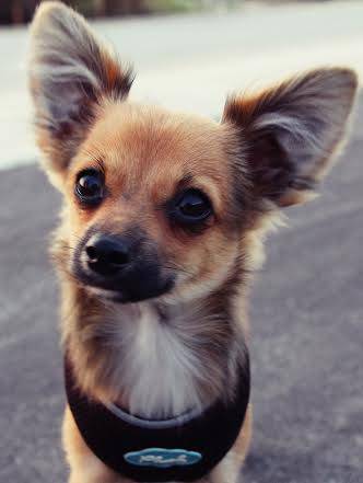 Timber - Chihuahua Mâle (1 an)