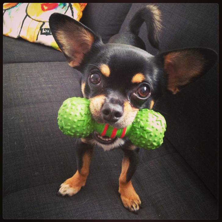 Dutch - Chihuahua Mâle (1 an)