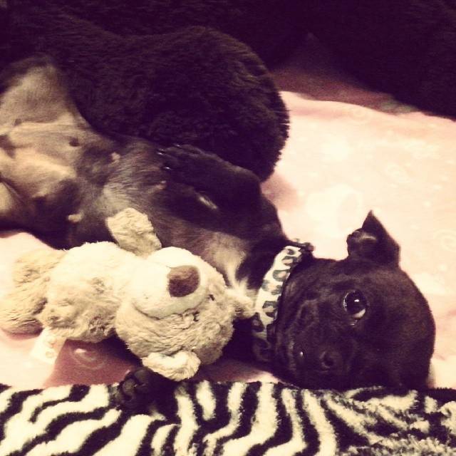 Precious - Chihuahua (3 ans)