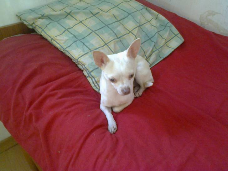 *LOLA* - Chihuahua (2 ans)