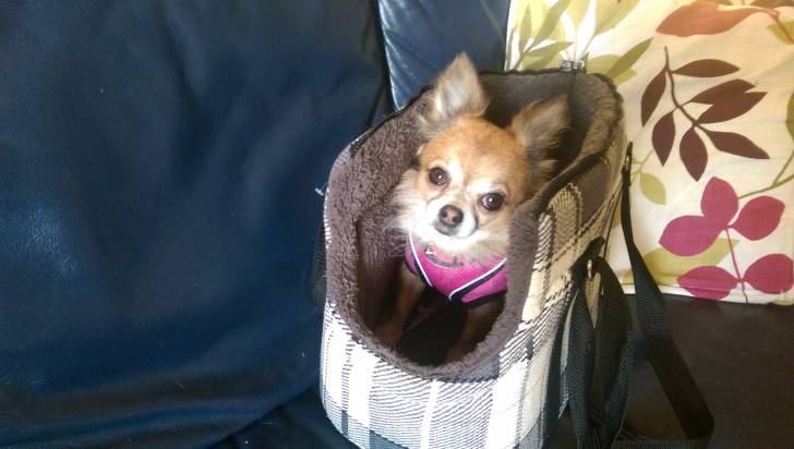 Pixie - Chihuahua (5 ans)