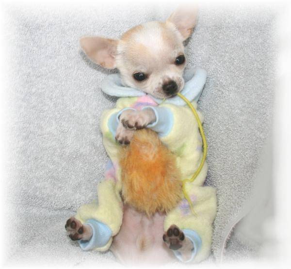 toutou - Chihuahua Mâle (1 mois)