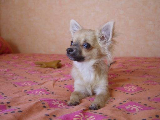 bibou - Chihuahua