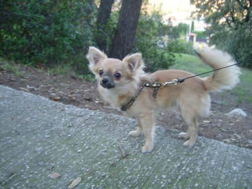 bibou en forêt - Chihuahua