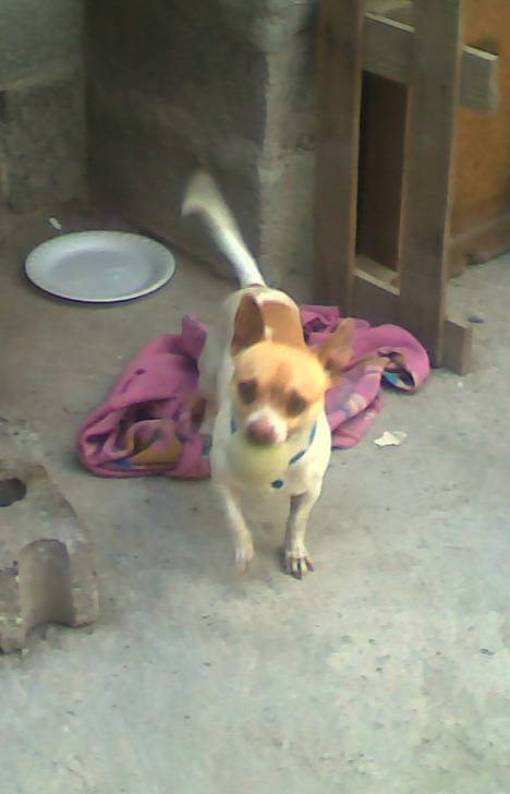 buffy - Chihuahua Mâle (6 ans)