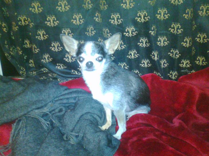 Oscar - Chihuahua Mâle (9 ans)