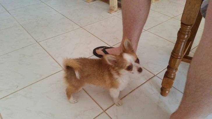 lego - Chihuahua Mâle (10 mois)