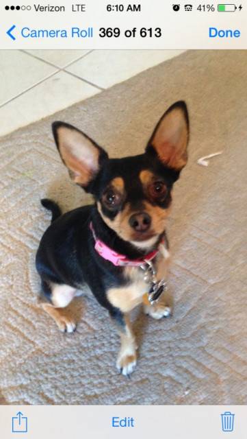 Roxie - Chihuahua (2 ans)