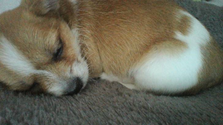 Pika - Chihuahua (2 mois)