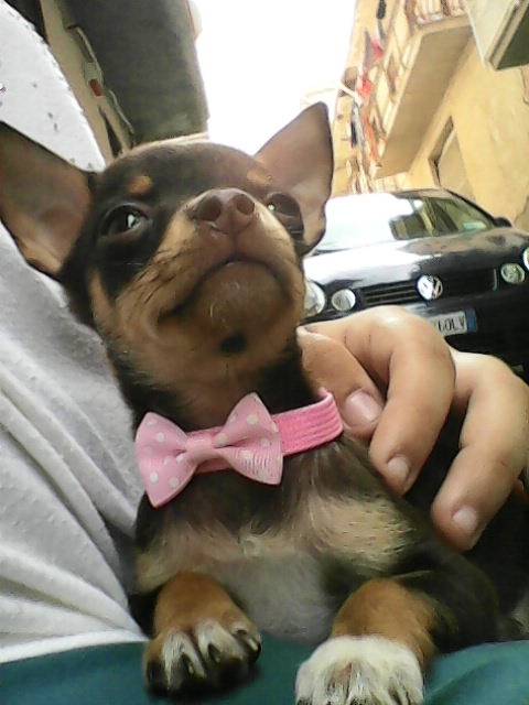 Chicca - Chihuahua (4 mois)