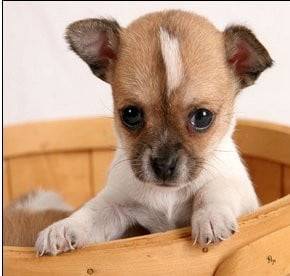 Cutie pie - Chihuahua Mâle (10 mois)