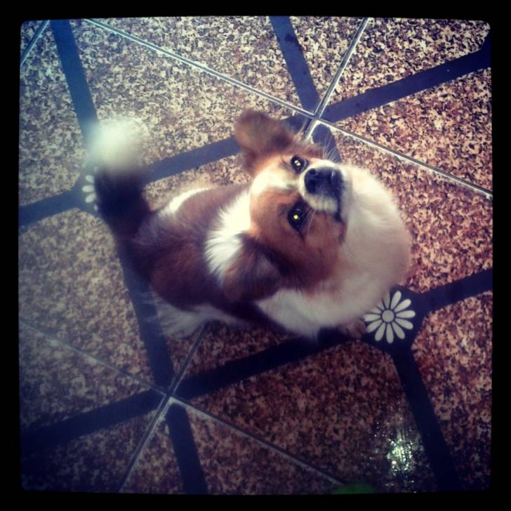 Minha Lilika - Chihuahua (7 ans)