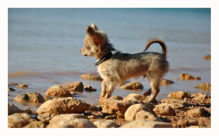 Figolu - Chihuahua Mâle (6 mois)