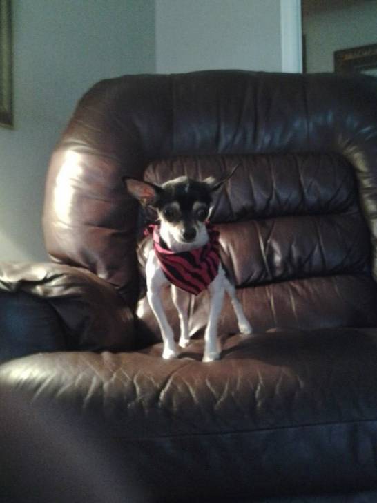Sassie - Chihuahua (4 ans)