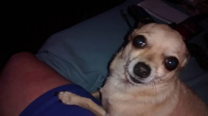 MOUSE - Chihuahua Mâle (3 ans)