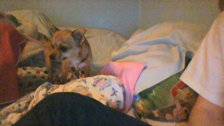 cosmo - Chihuahua Mâle (3 ans)
