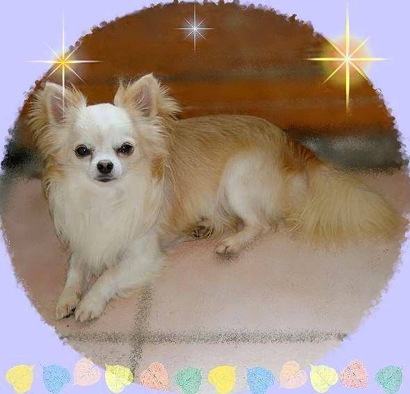 Alma de la Luna - Chihuahua (5 ans)