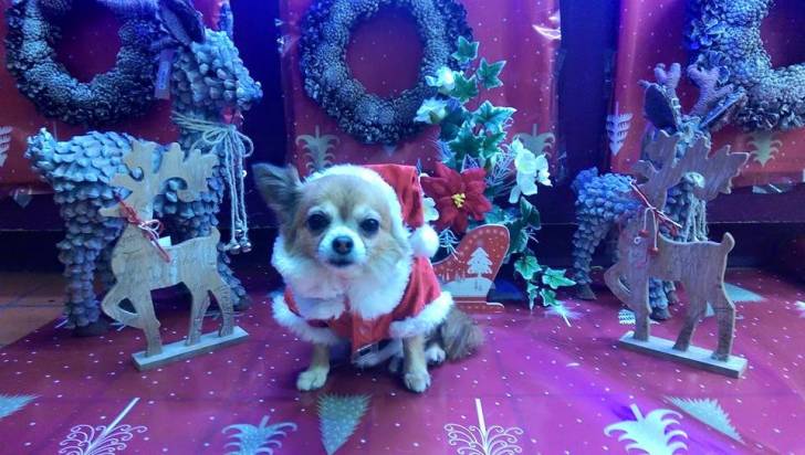 Pixie - Chihuahua (5 ans)
