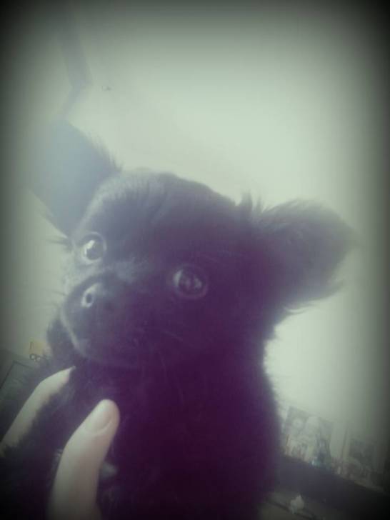 Ayko - Chihuahua Mâle (3 mois)
