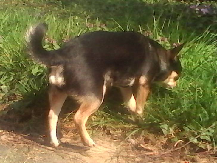 Maya - Chihuahua (3 ans)