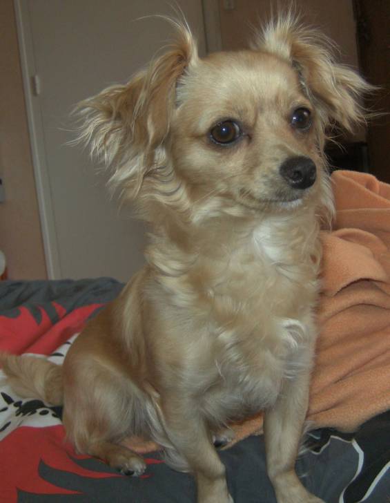 çaona - Chihuahua (3 ans)
