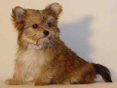 polos - Chihuahua Mâle (10 mois)
