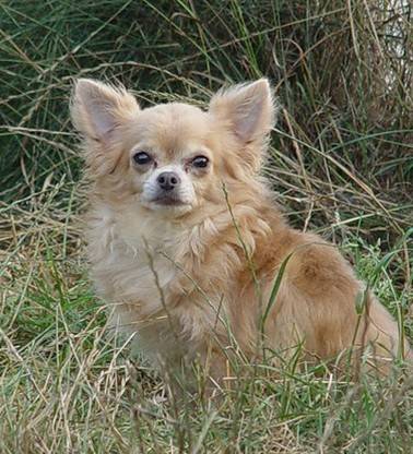 Chihuahua - Xkissy - Chihuahua