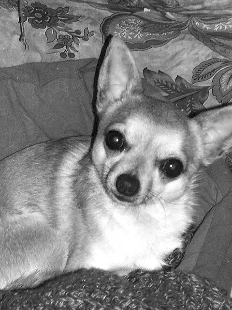 chihuahua spock - Chihuahua