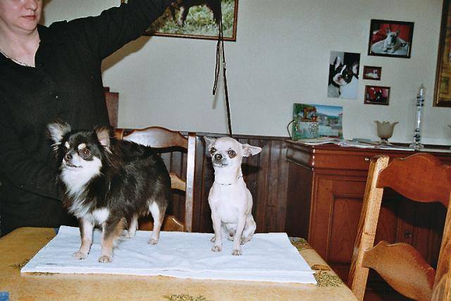 chihuahua chef et eliot - Chihuahua