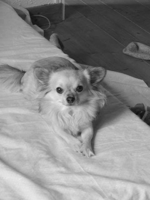 Chihuahua TYSON - Chihuahua