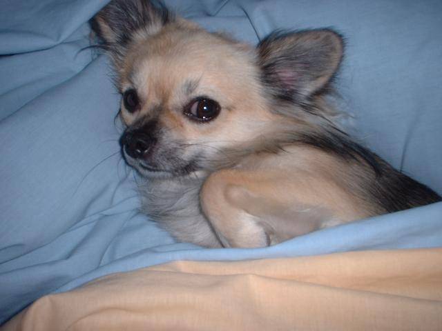 Chihuahua TYSON - Chihuahua
