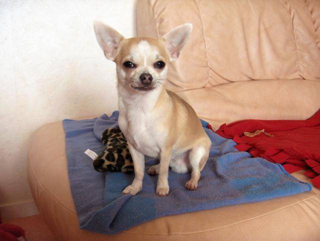 Chihuahua VAILLANT - Chihuahua