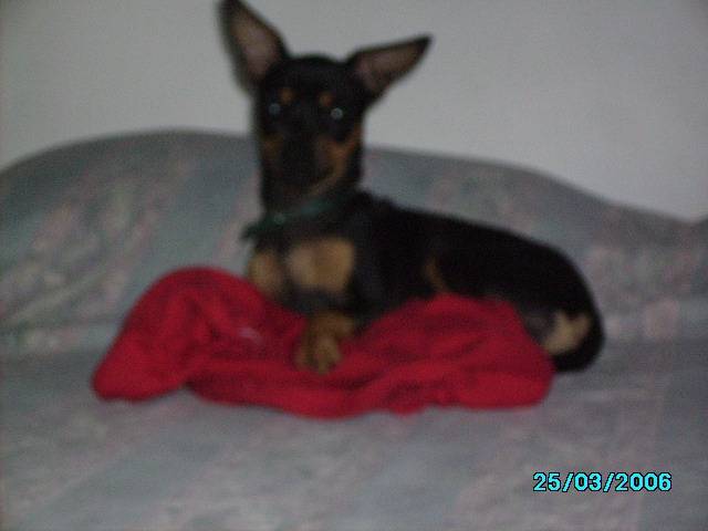 Chihuahua Mino - Chihuahua