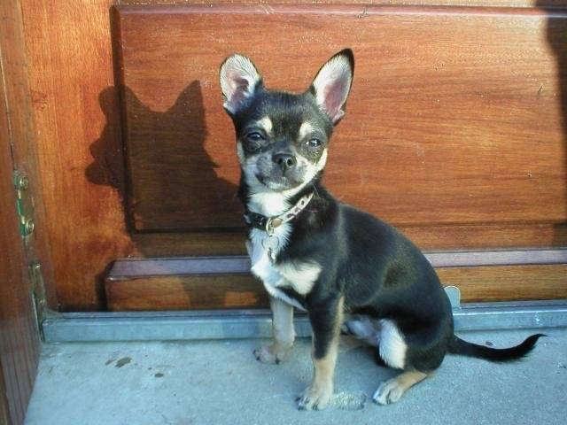 Chihuahua ARTUS - Chihuahua