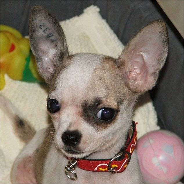 chihuahua Diégo - Chihuahua