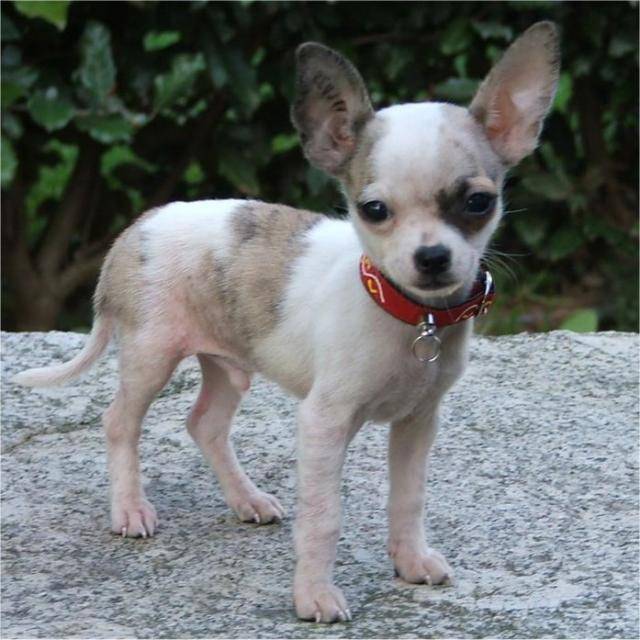 chihuahua Diégo - Chihuahua