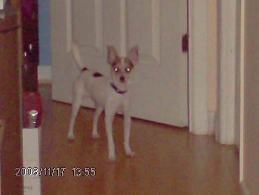 Pedro - Chihuahua Mâle (1 an)