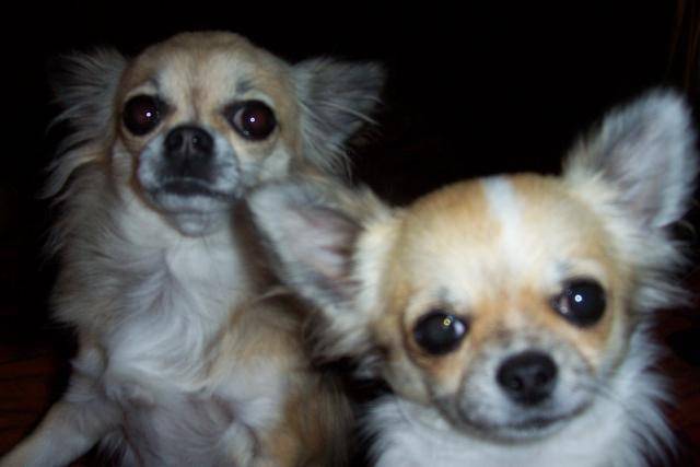 Chihuahua: Vic et Babylone - Chihuahua