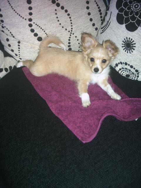 Kiwi le ptit chihuahua - Chihuahua