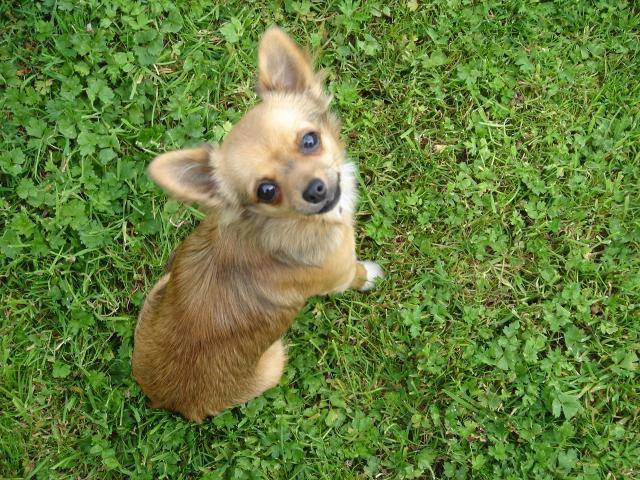 Chihuahua poils longs MIWA - Chihuahua