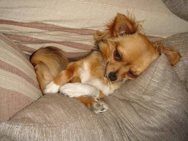 Chihuahua Miwa - Chihuahua