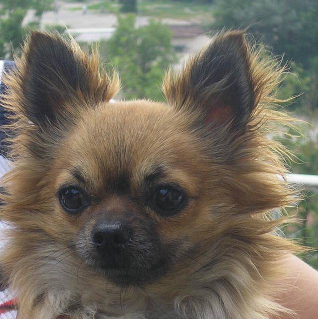 chihuahua alias - Chihuahua